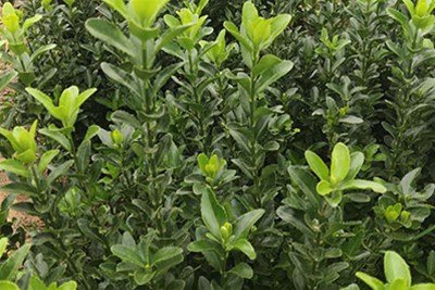 園林綠化工程的工程特點
