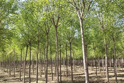 城市廣場綠化的植物配置選擇