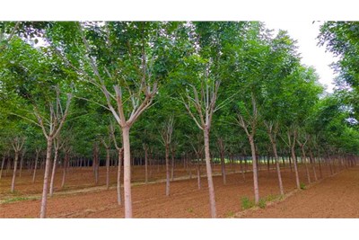 苗木種植后怎樣養(yǎng)護？