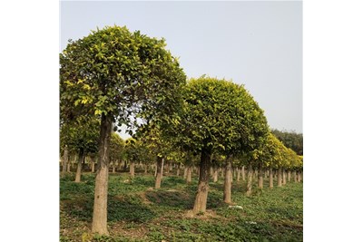 綠化養(yǎng)護(hù)管理方案（四）