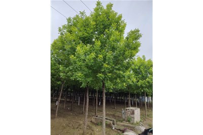白蠟的移植準(zhǔn)備工作和具體實(shí)施過(guò)程